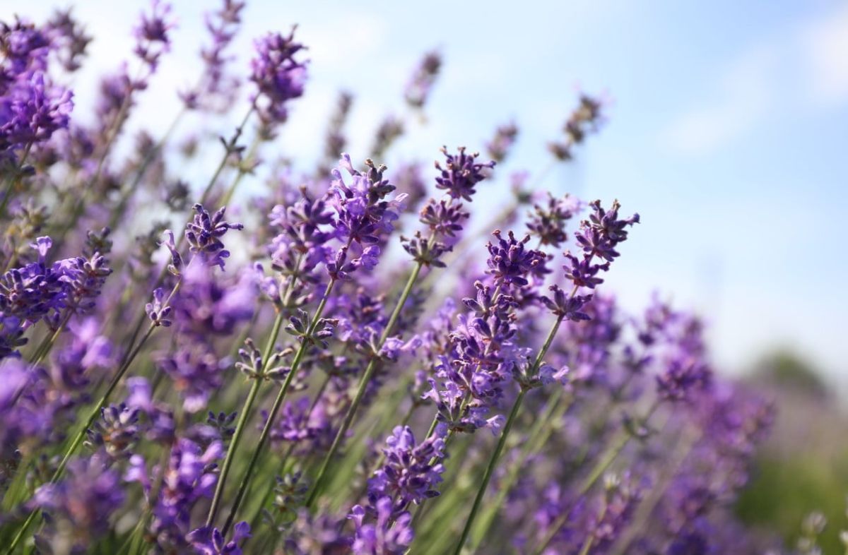 Transformez votre jardin : le marcottage de la lavande, un guide incontournable