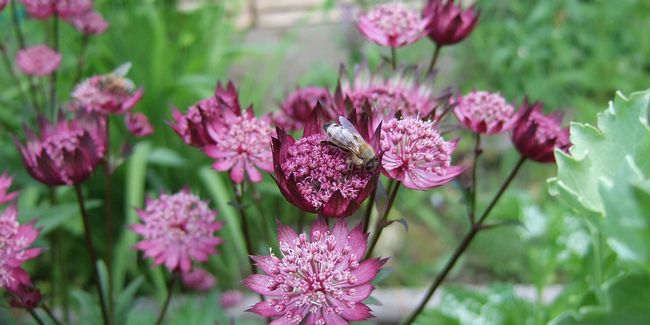 Plongez dans le jardin secret de la grande astrance
