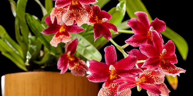 Découvrez l'orchidée Cambria : beauté et simplicité au jardin