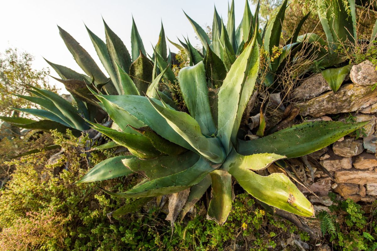 Agave en pot ou au jardin : nos conseils pour la faire durer des années