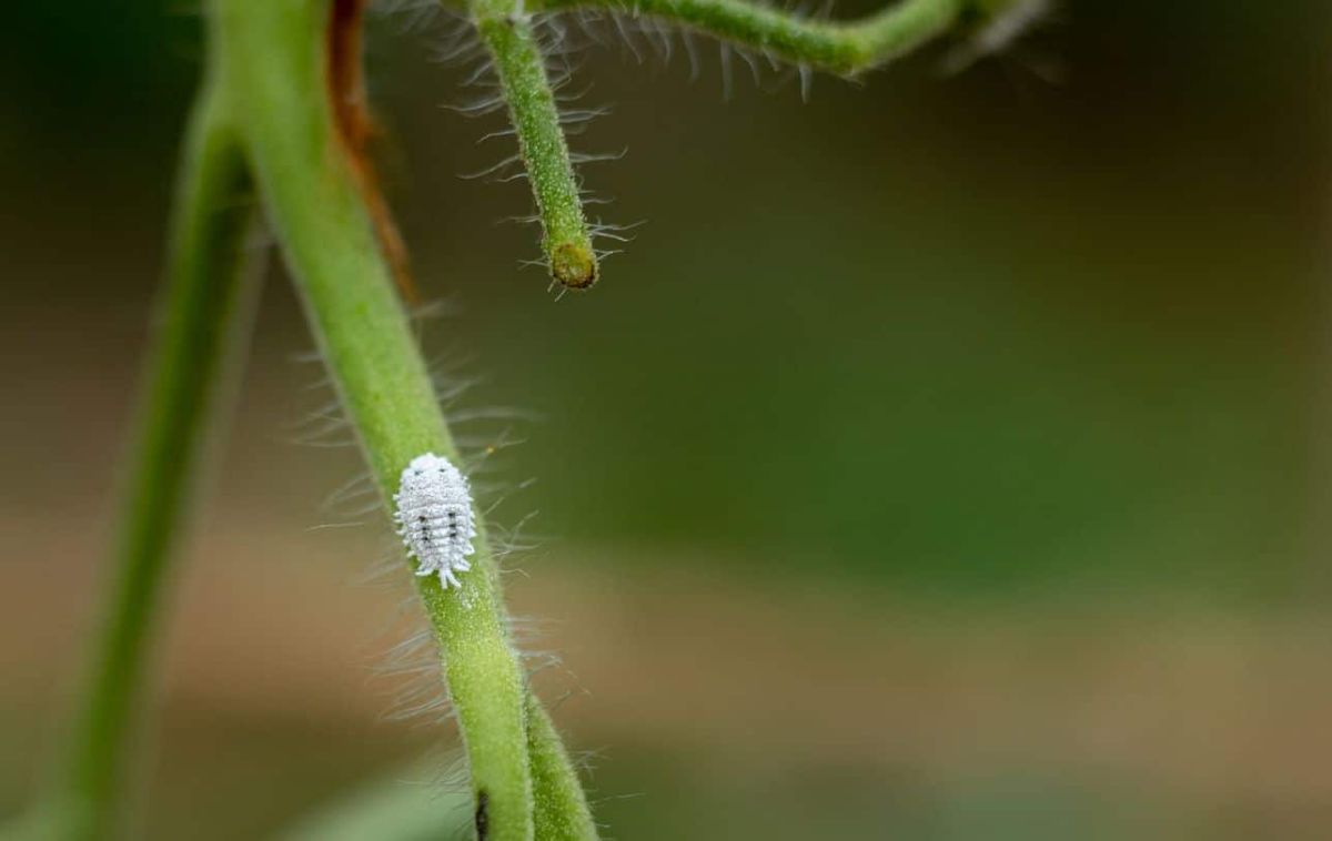 Comment identifier la cochenille farineuse et la combattre efficacement ?