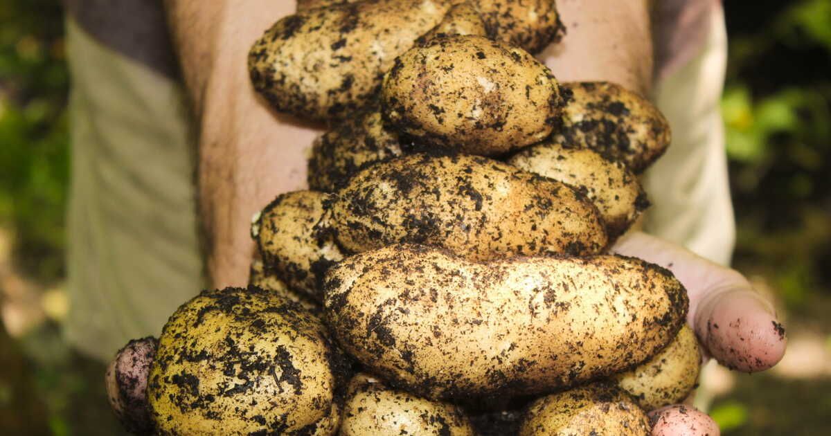 Cultiver des pommes de terre pour un sol sain et une biodiversité protégée