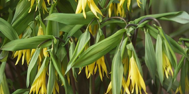 à la découverte de l'uvularia, la belle vivace à fleurs pendantes