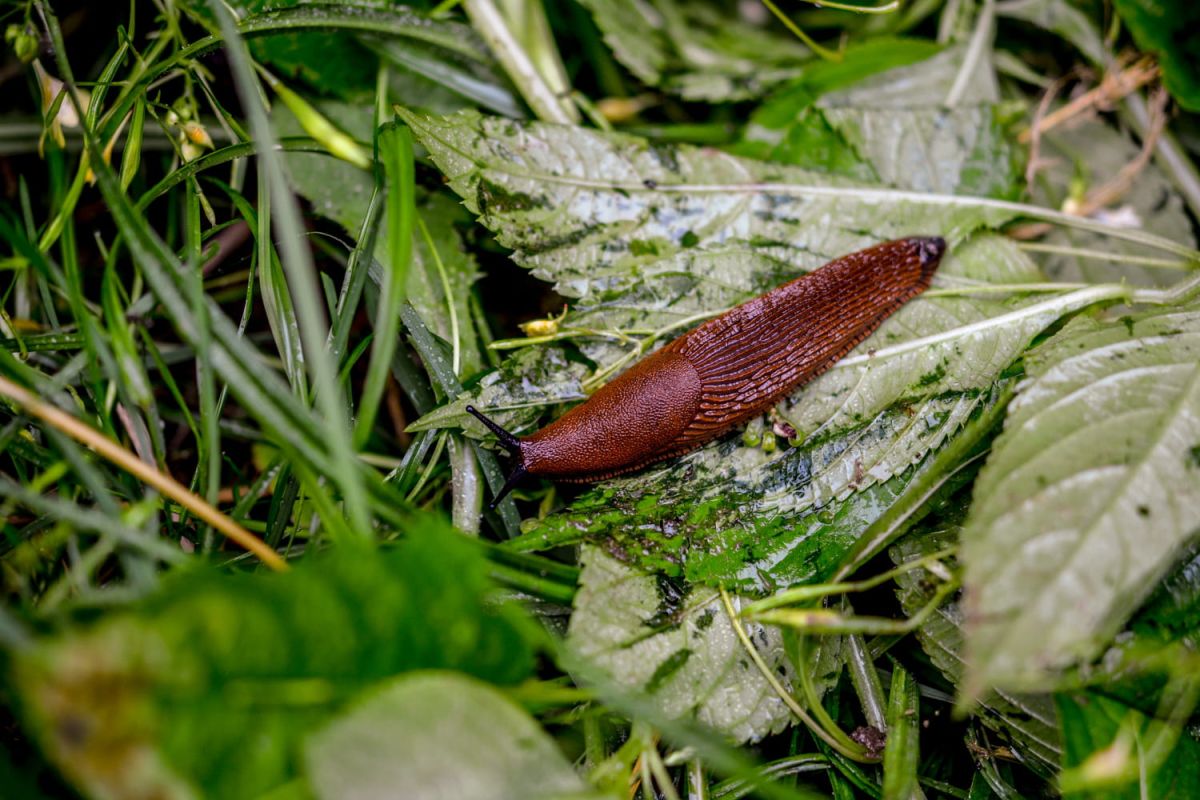 Adieu les limaces : un piège astucieux et naturel à découvrir
