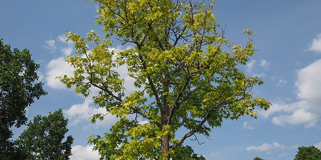 Platane à feuilles d'érable (Platanus acerifolia), le platane commun