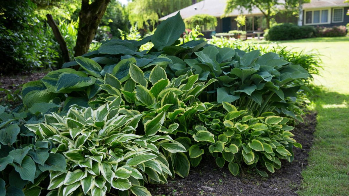 L'art des hostas : un jardin luxuriant à l'ombre