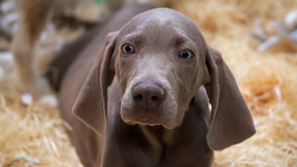 Un traducteur pour animaux : l'IA au service des compagnons à quatre pattes