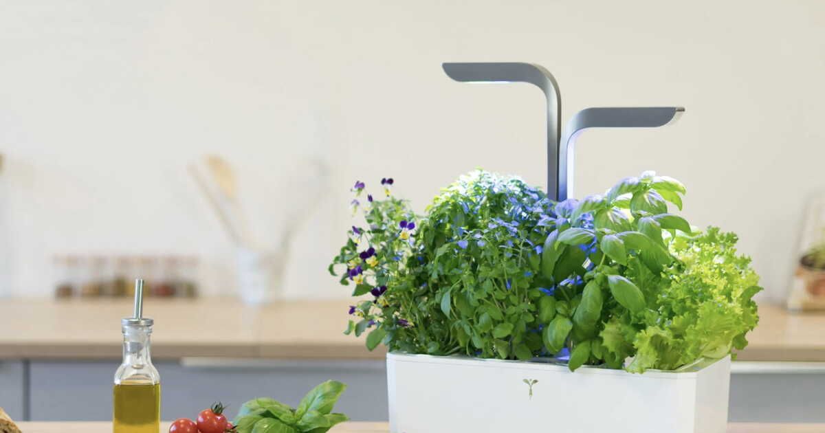 Cultivez votre intérieur : les tendances potagers 2025 à découvrir