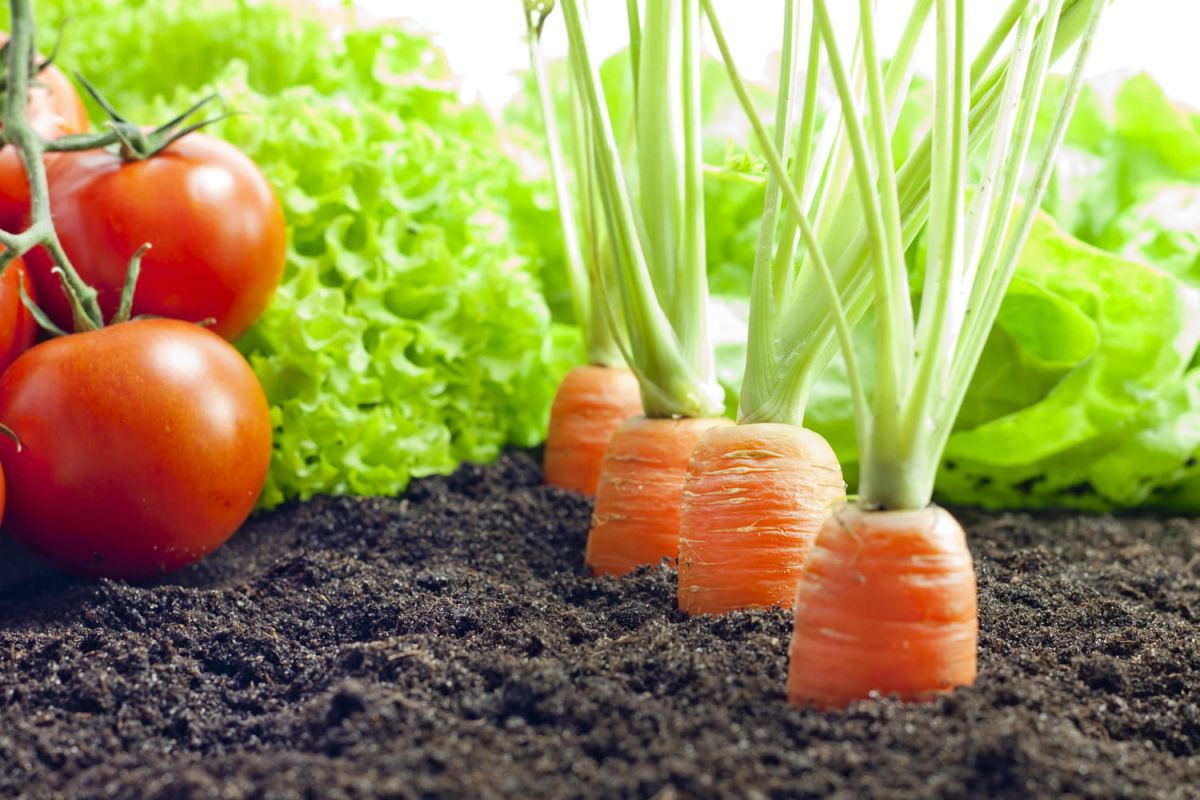 Les meilleures associations pour cultiver des tomates en harmonie