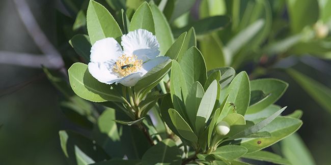 Gordonia lasianthus : un trésor méconnu au jardin