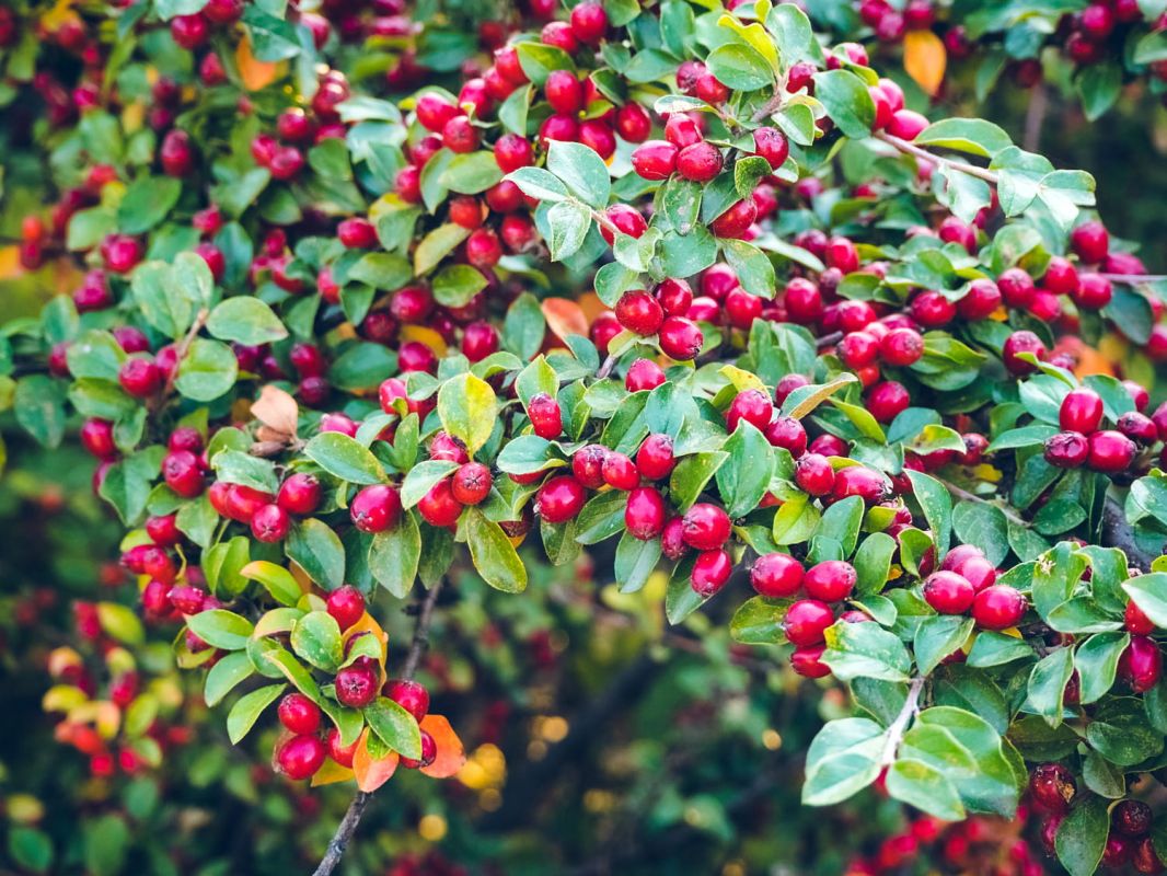 Cotoneaster : plantation, entretien et multiplication