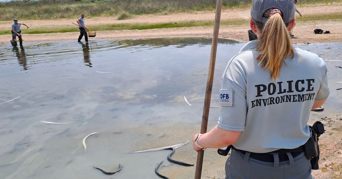 Une tragédie aquatique : plus de 280 anguilles trouvées mortes près de Merville