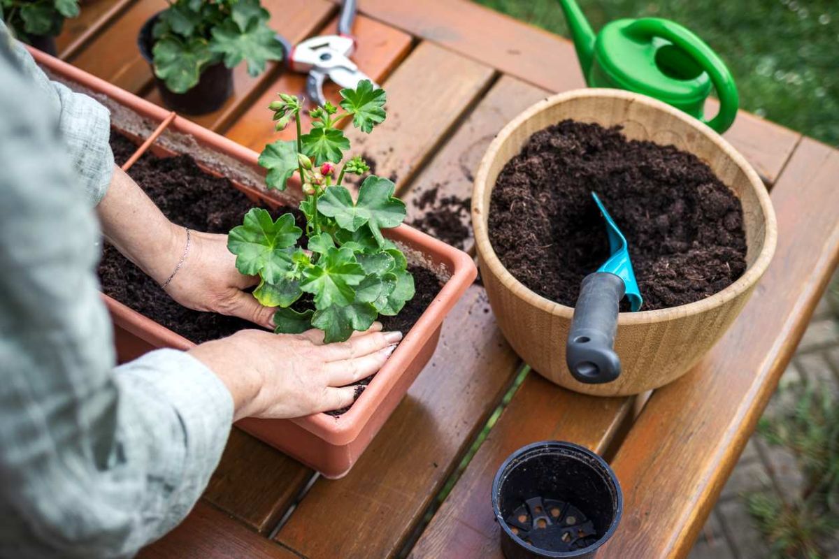 Récupérez votre vieux terreau : 4 astuces innovantes pour un jardin florissant