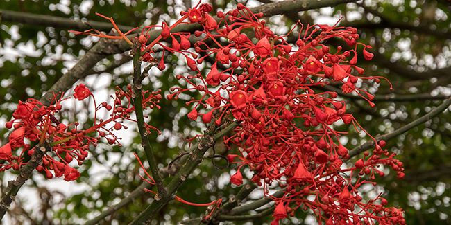 Brachychiton à feuilles d’érable (Brachychiton acerifolius)