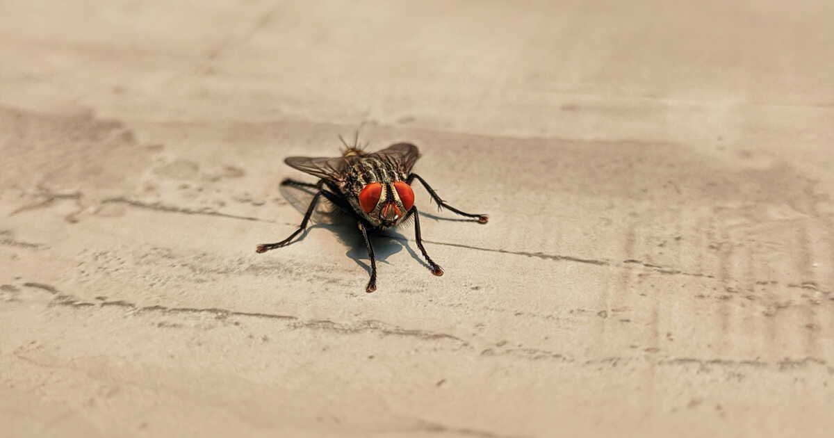 Un répulsif maison pour chasser les mouches en un clin d'œil