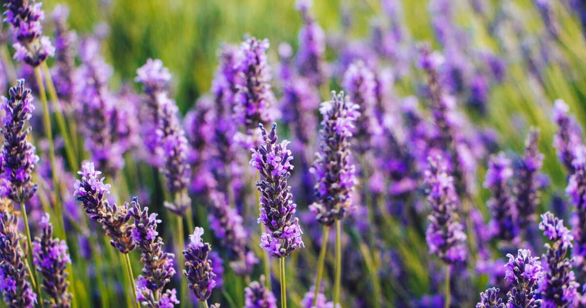 Les plantes incontournables d'un jardin méditerranéen