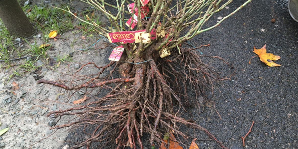 L'automne, le moment parfait pour planter des rosiers à racines nues