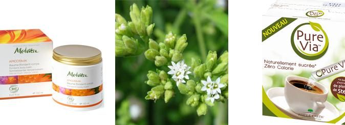 Stevia : la plante aux multiples vertus