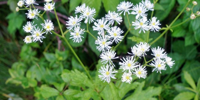 À la découverte de la trautevetterie, une perle des sous-bois