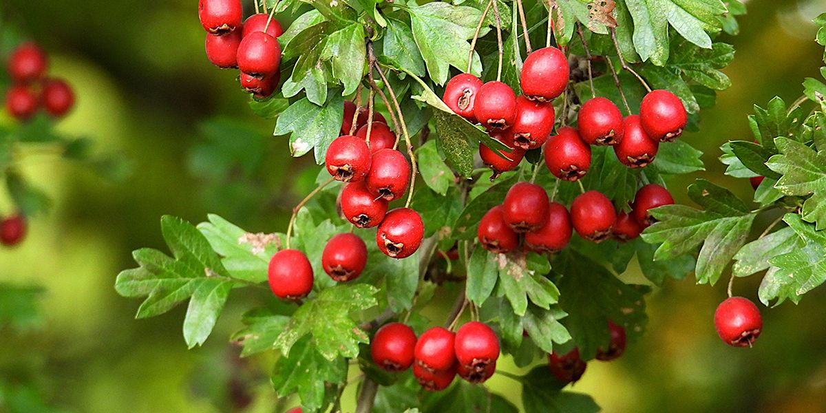 L'aubépine, un trésor naturel aux mille vertus