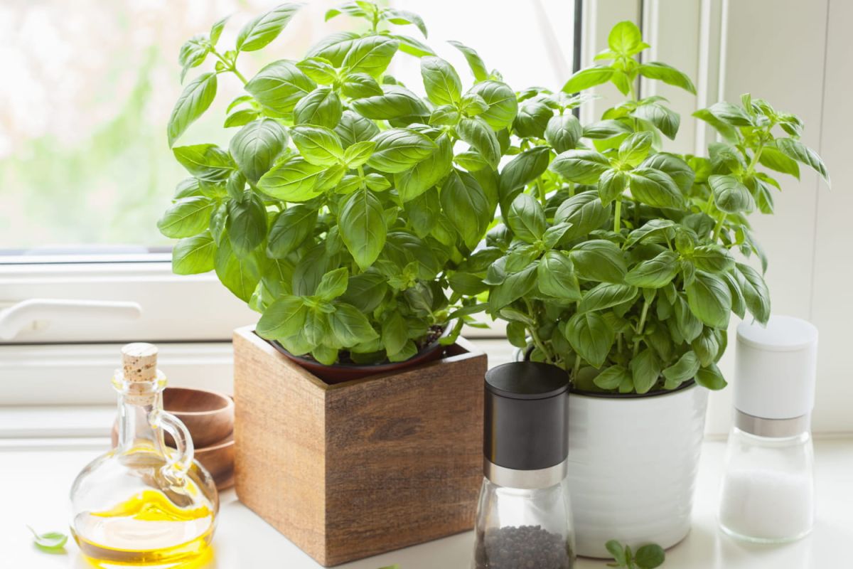 Des astuces surprenantes pour savourer le basilic tout l’hiver