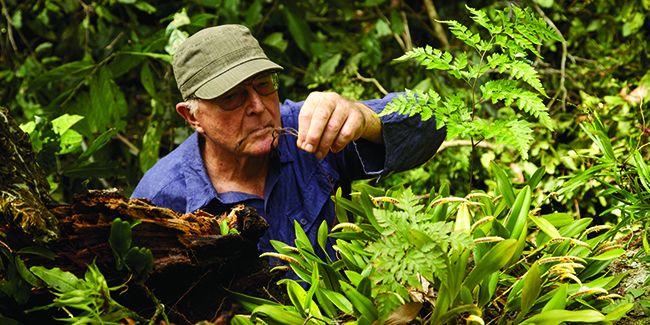 le rêve d'une forêt primaire renaît sous l'impulsion de francis hallé
