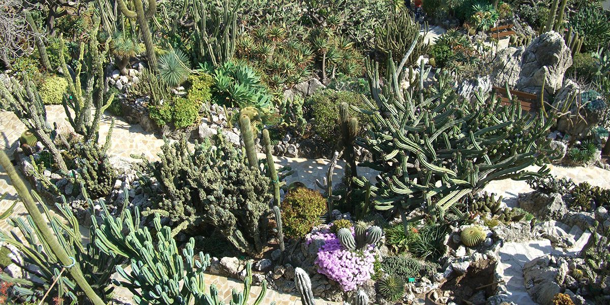 Planter des cactus en extérieur : conseils essentiels