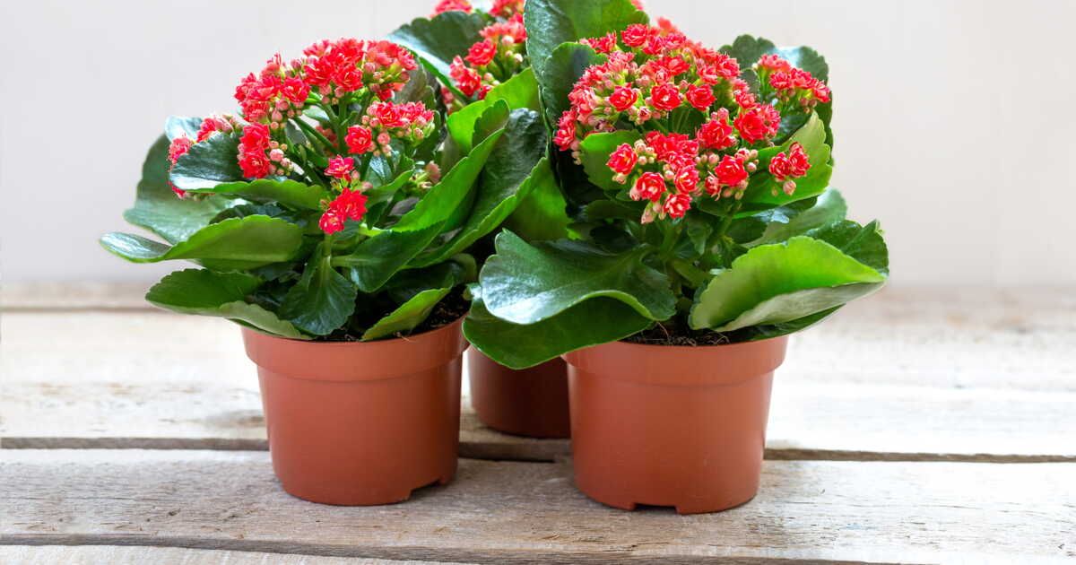 5 plantes grasses à fleurs qui égayeront votre intérieur