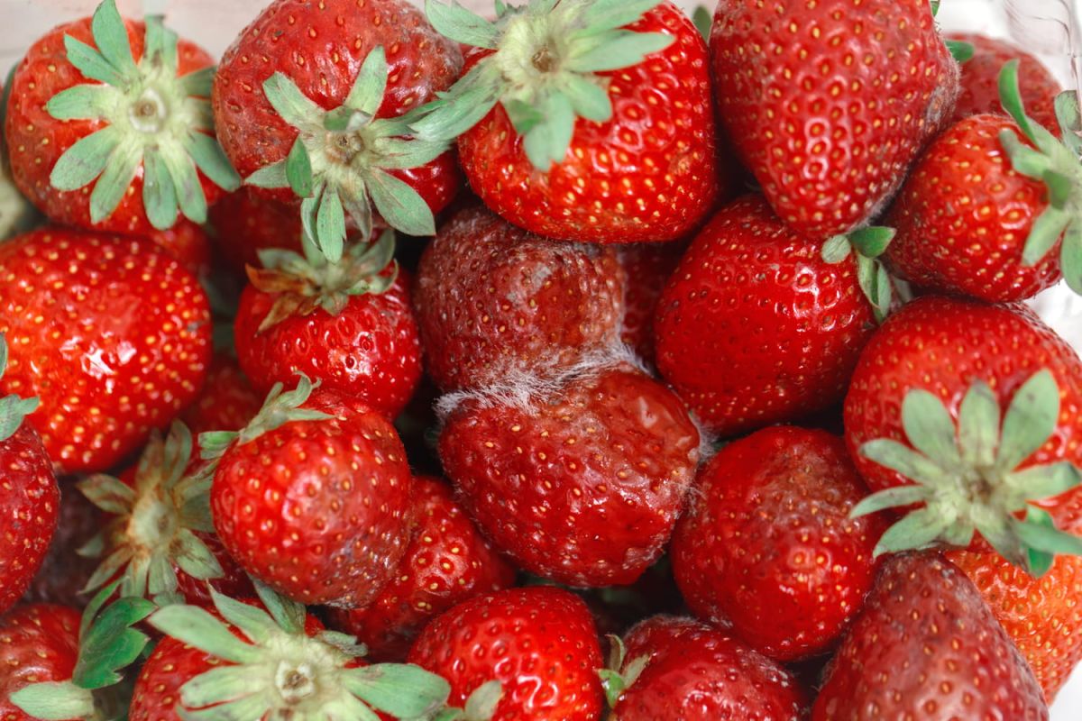 Comment conserver vos fraises plus longtemps : les erreurs à éviter