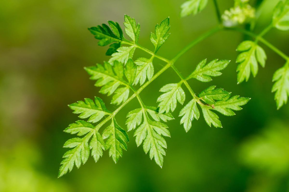 Cerfeuil commun : culture, semis, plantation en pot et en pleine terre