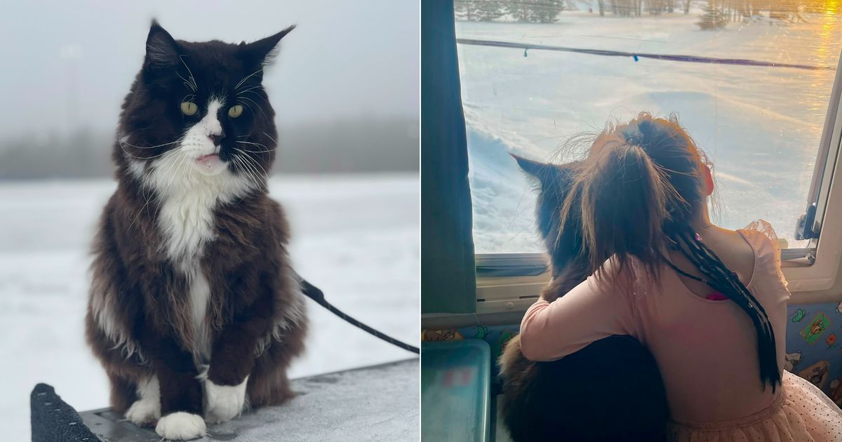 Un mystère troublant en Haute-Savoie : deux chats retrouvés pendus