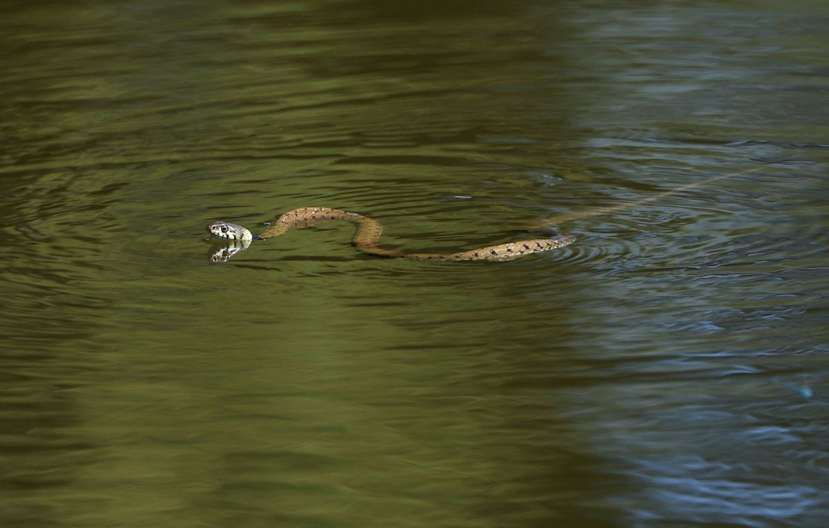 Les serpents nageurs perturbent les vacances aux Baléares