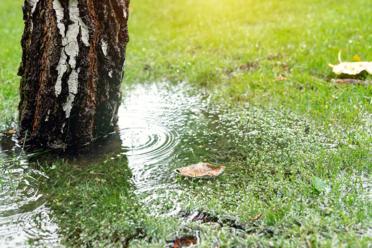 Les conséquences d'un hiver pluvieux pour votre jardin au printemps 2025