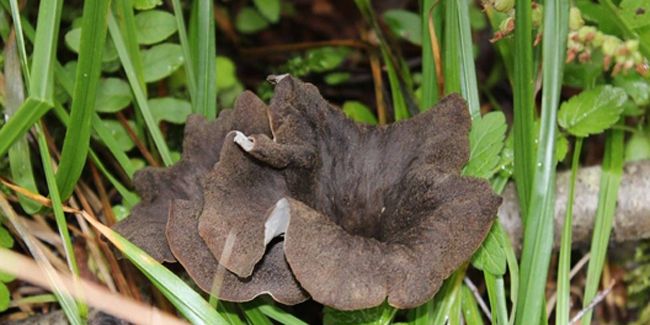 Découvrez la trompette de la mort : ses secrets, sa cueillette et ses recettes