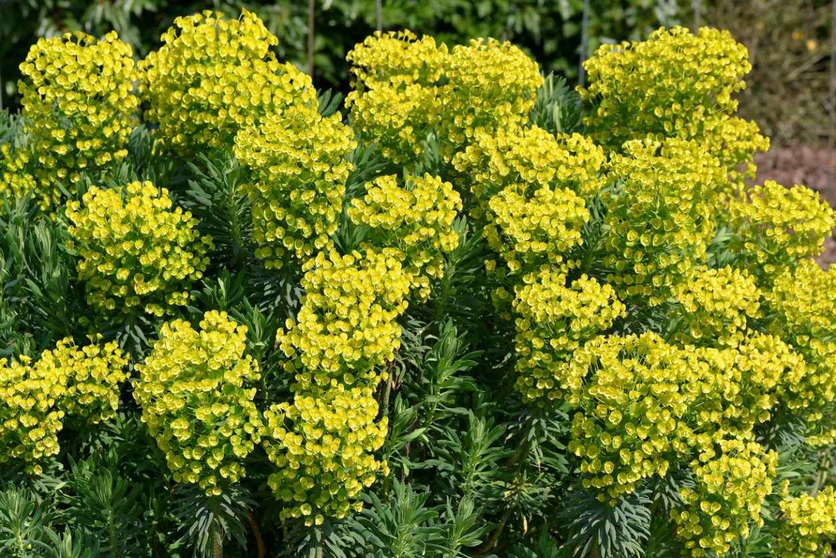 quatre plantes pour un jardin d'été sans effort