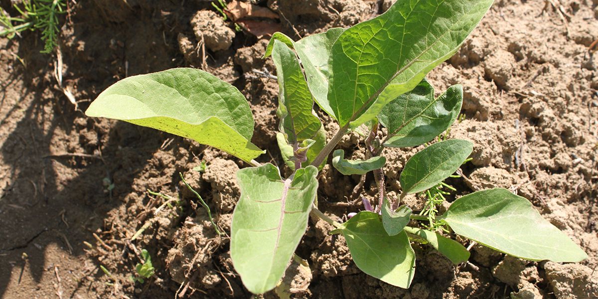 Réussir la culture des aubergines : guide pratique pour jardiniers