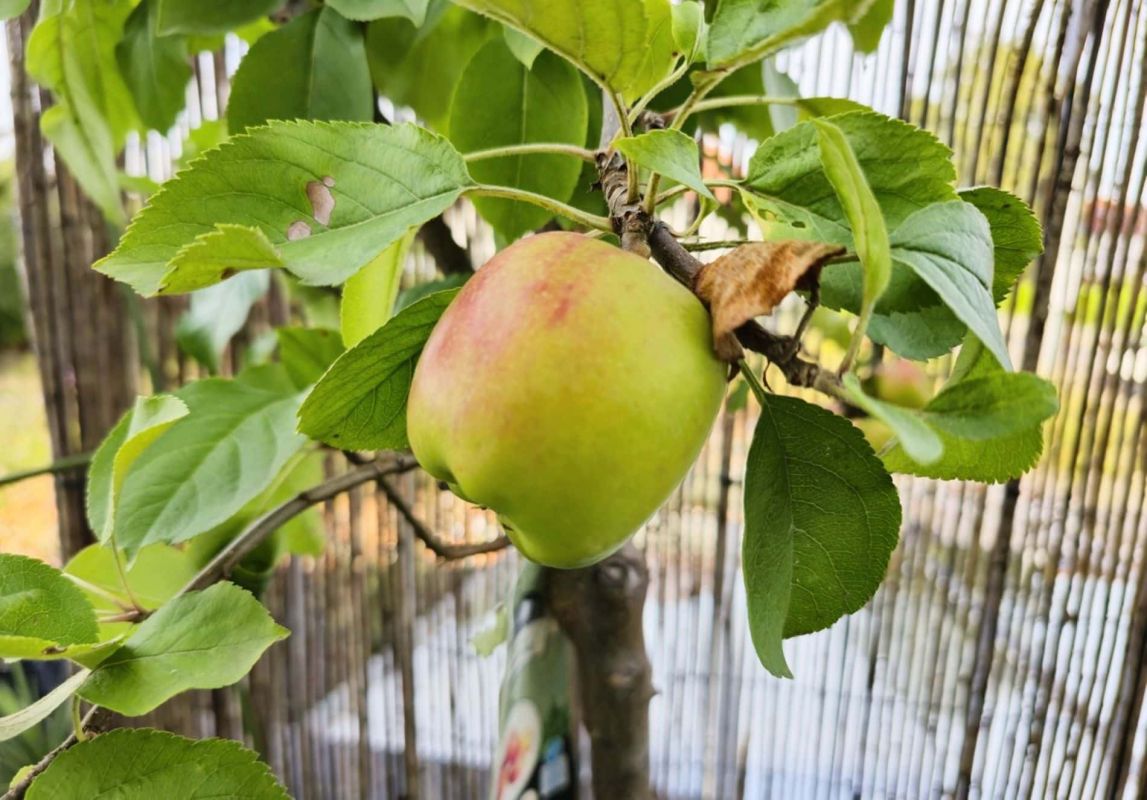 Cultiver des arbres fruitiers sur votre balcon : la méthode infaillible