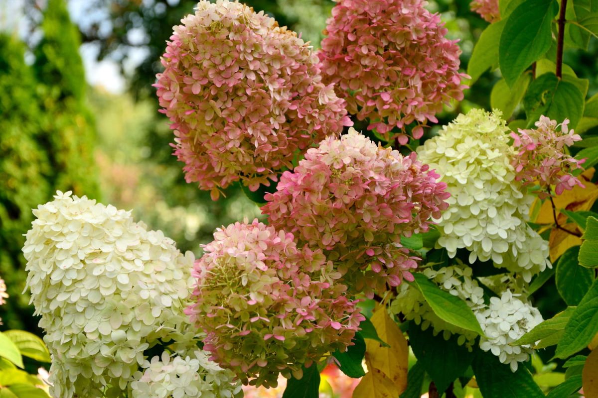 Attention aux erreurs d'automne qui compromettent vos hortensias