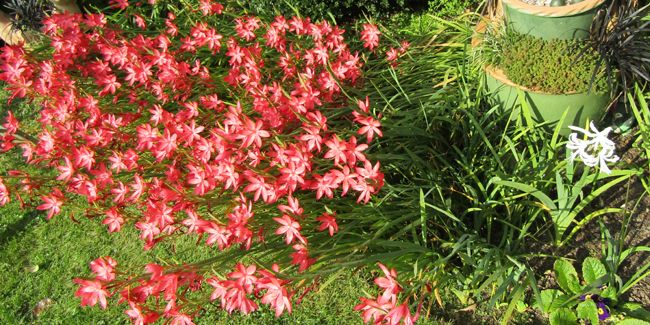Lys des cafres : une beauté des zones humides