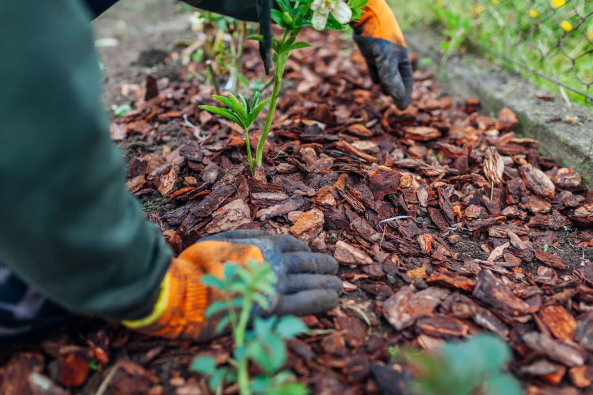 Le paillage ingénieux que les jardiniers adoptent cet été pour préserver l'humidité