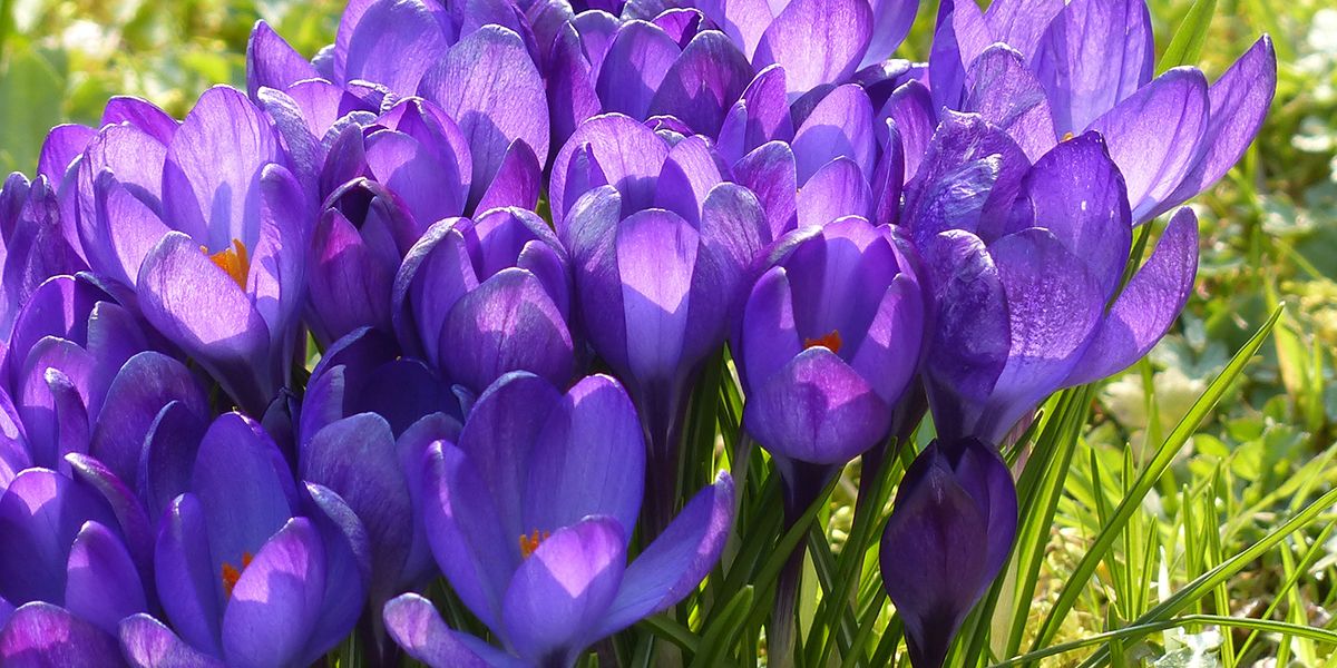 Crocus : les secrets d'une floraison éblouissante au jardin