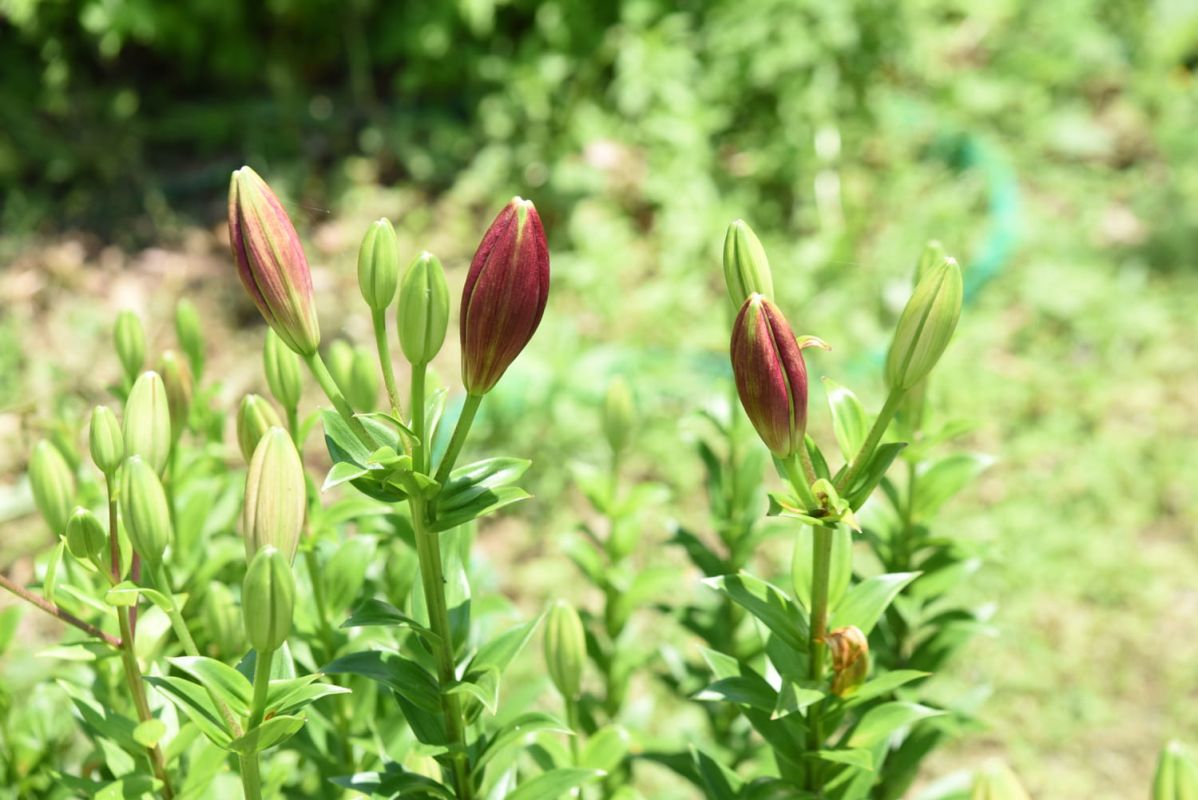La fleur qui éveille la joie au jardin