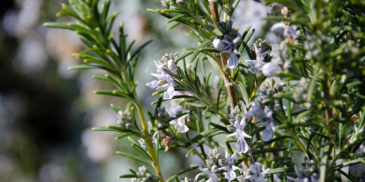 des plantes résistantes pour un jardin durable face à la chaleur