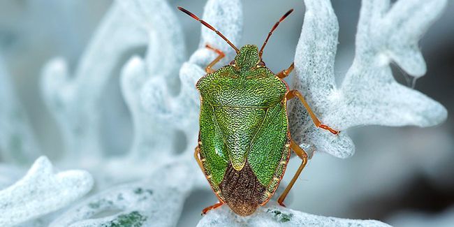 Punaises des bois : astuces pour les éloigner efficacement