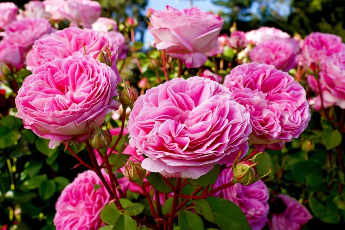 Transformez votre jardin avec cette plante magique : un duo gagnant pour vos rosiers