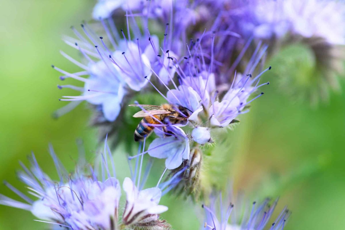 Attirez les abeilles : la plante à semer absolument en février