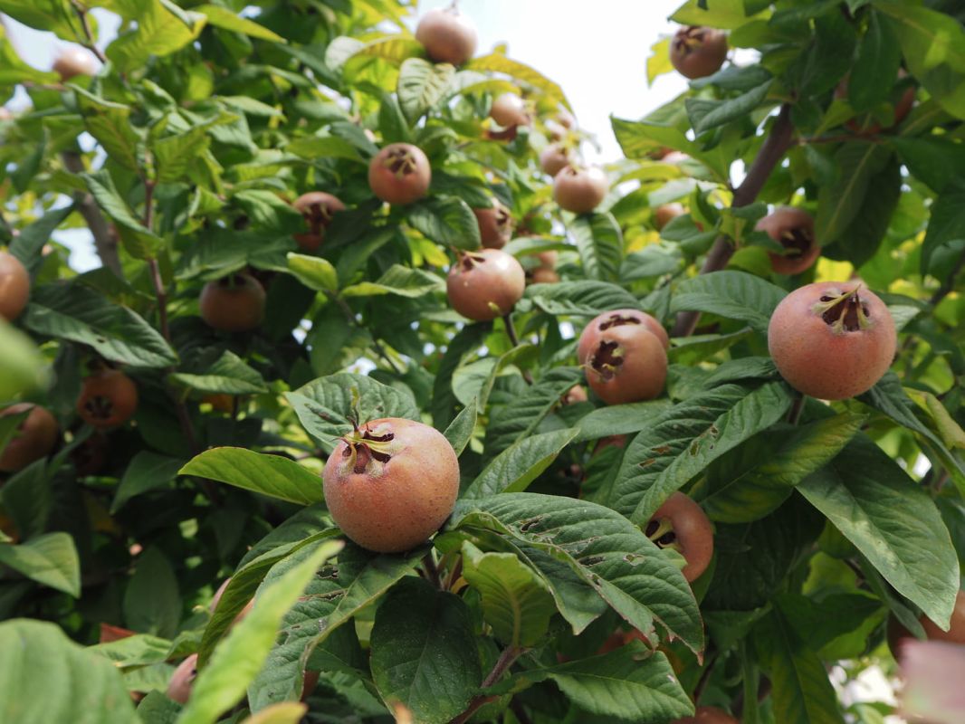 Secrets du néflier : comment cultiver ce trésor du jardin