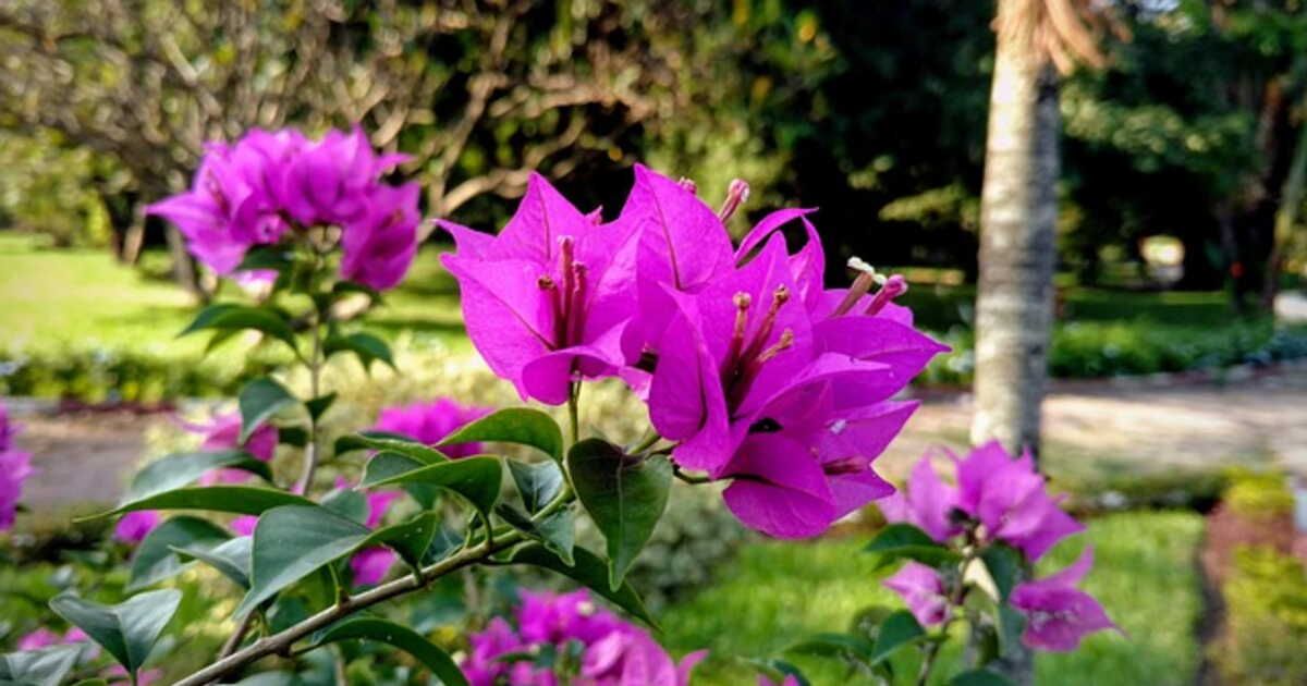 Créez un jardin éclatant sans effort : 4 plantes faciles à entretenir