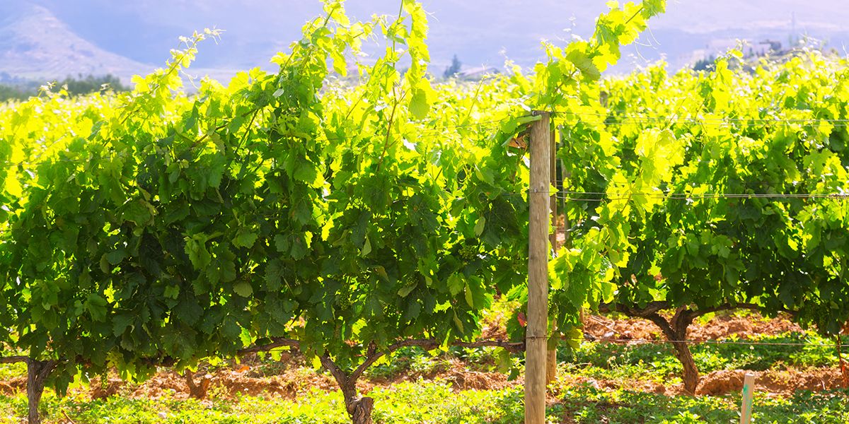Peut-on envisager la culture de la vigne plus au nord face au réchauffement climatique ?