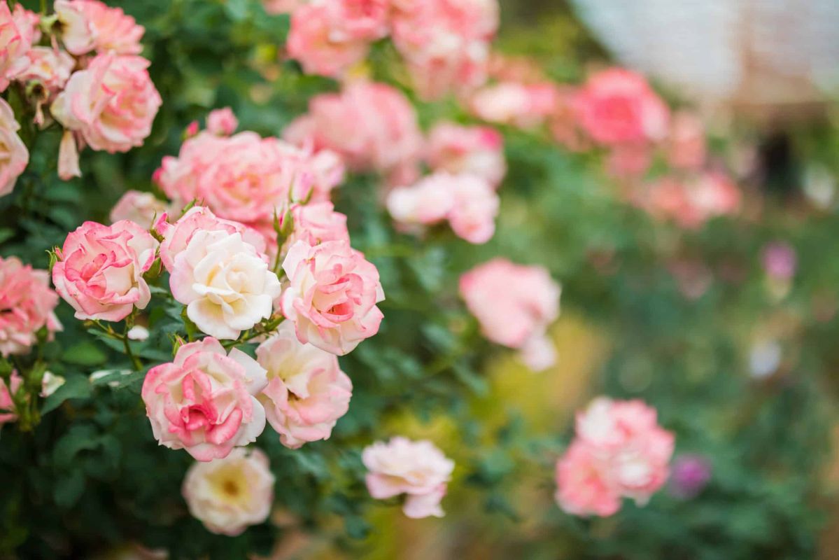 Bouturez vos rosiers cet automne : 5 étapes pour un jardin florissant